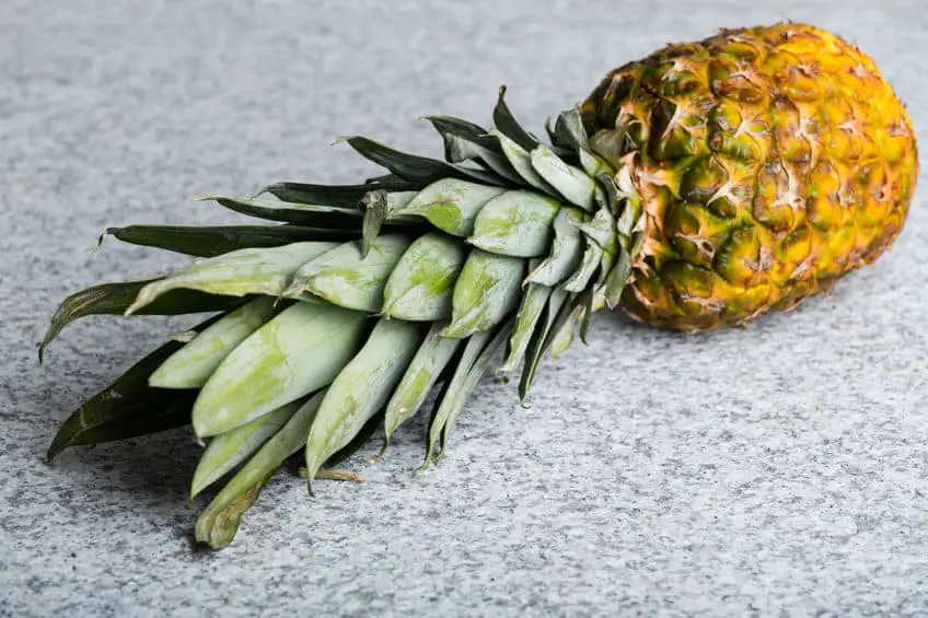 How To Make Pineapple Compost- All You Need To Know