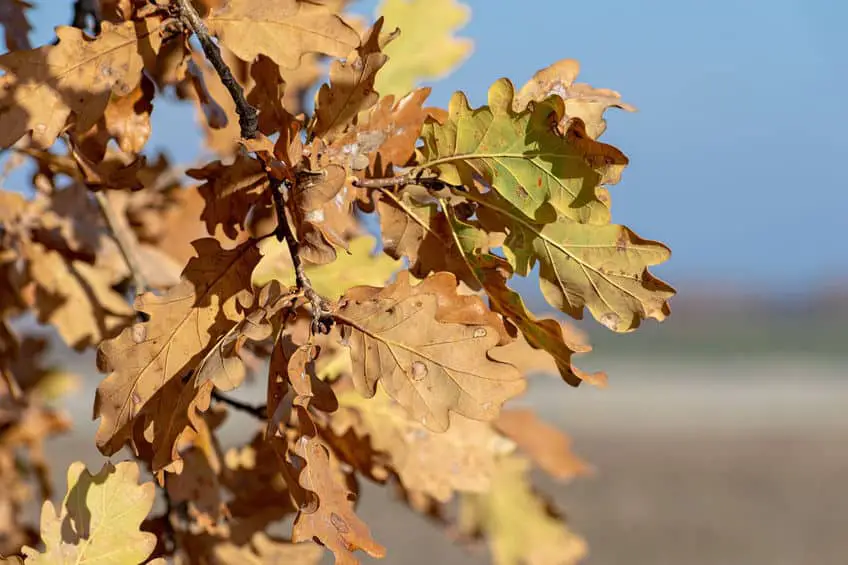 are-oak-leaves-good-for-compost-can-this-be-done