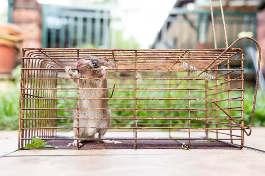 Will Composting Attract Rats? (8 Awesome Facts) Composthq