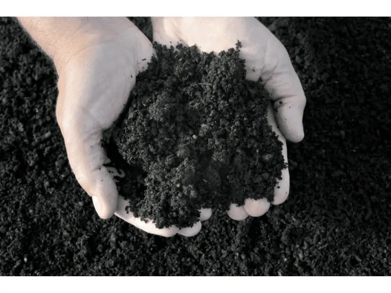The Risks Of Composting Can It Burn Your Lawn? Composthq