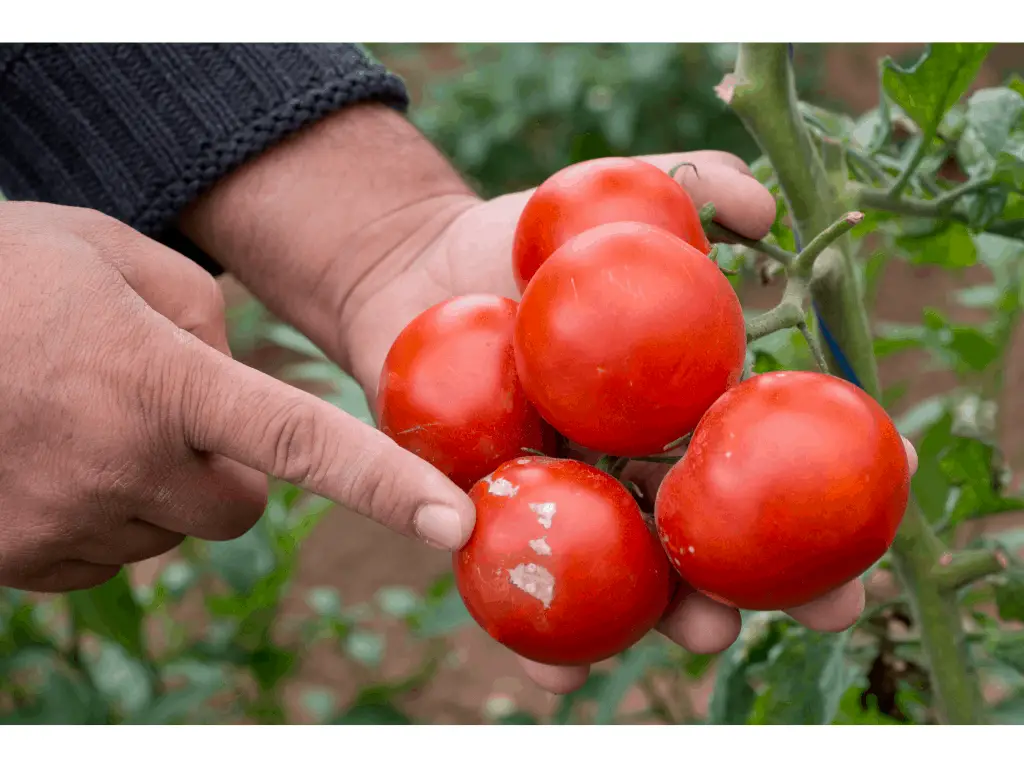 person holding several tomatoes with some showing disease 