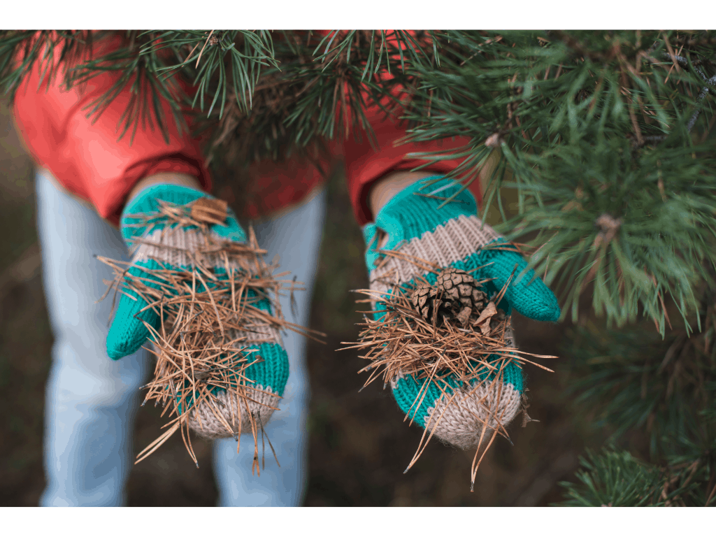women with gloves on and pine needles in hand 