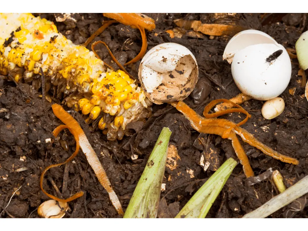 corn kernel's on the ground with other compostable items 