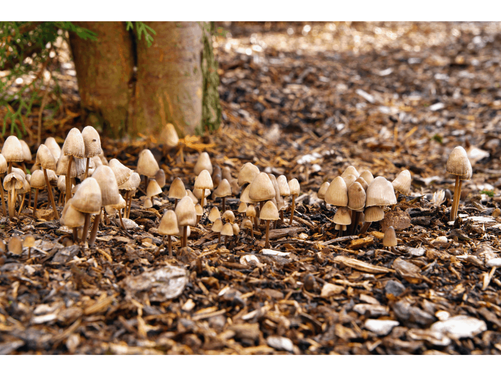 wild mushrooms growing near a tree