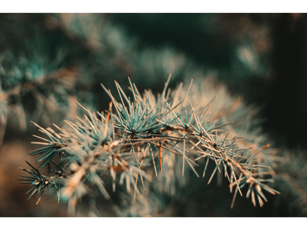 close up of pine needles on a tree