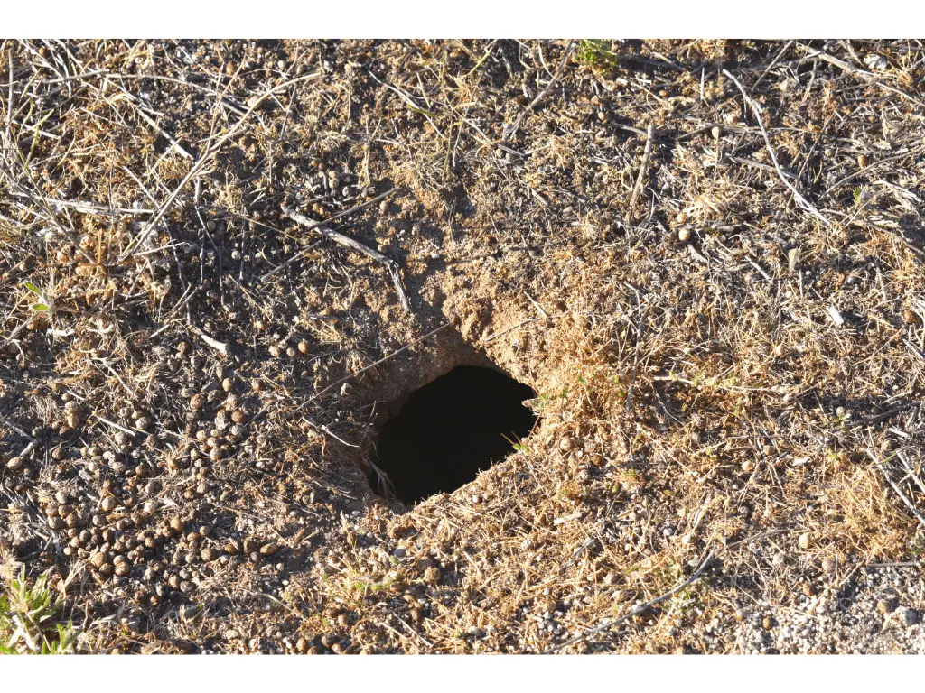 burrow in the ground made by a small animal