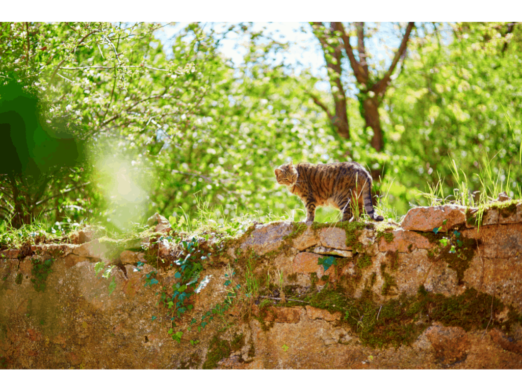 cat on a tall wall looking into garden