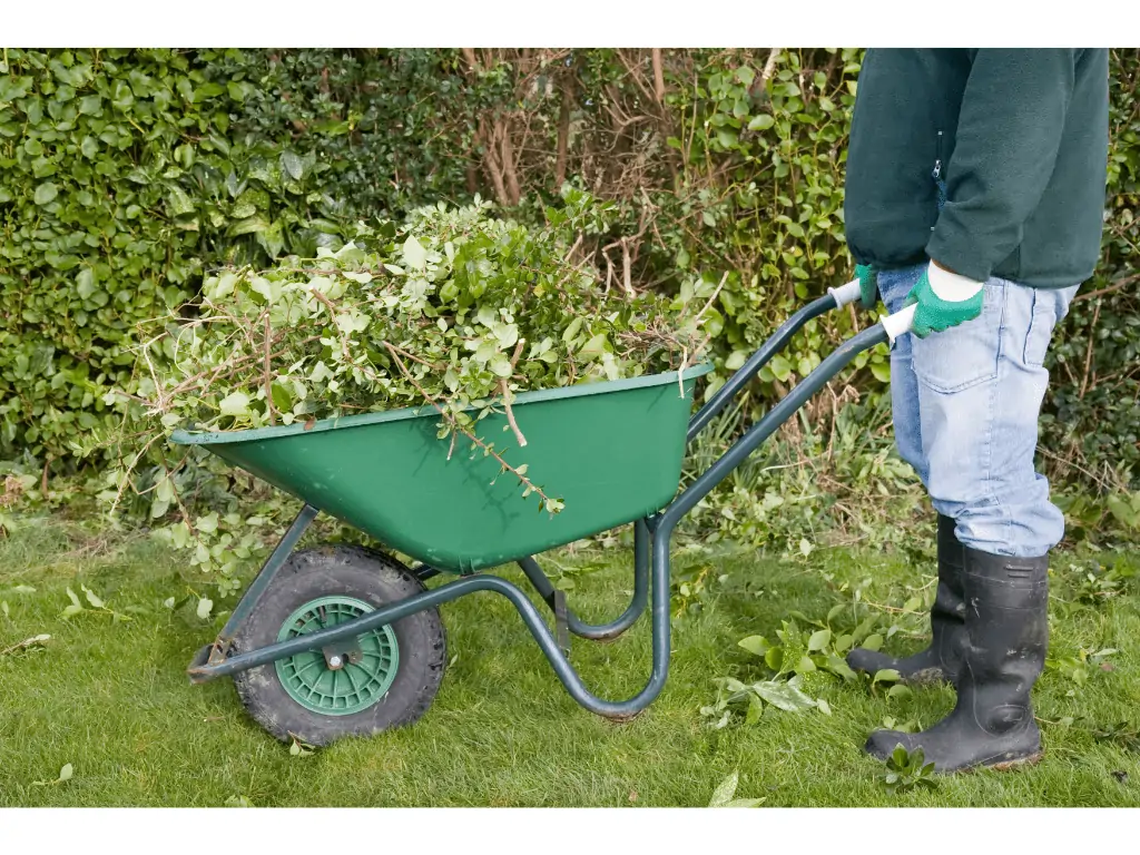 person in the garden with a wheelbarrow full of hedge trimmings
