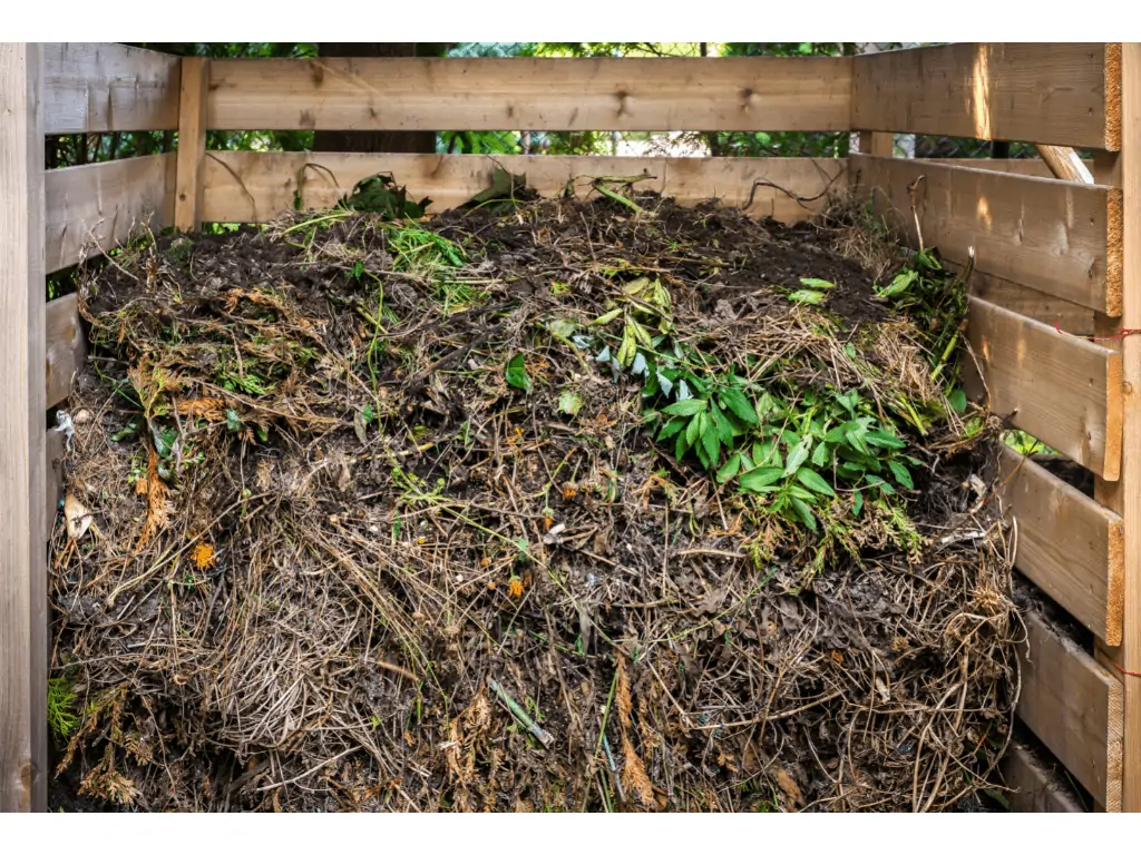 decomposing compost in a wooden bin