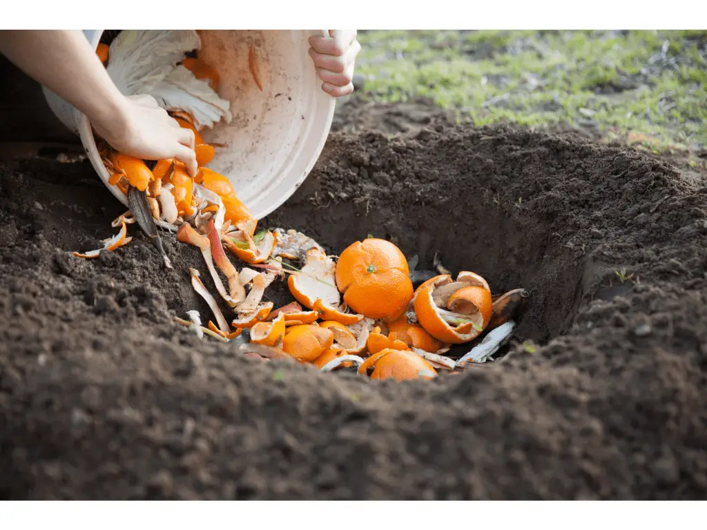 orange peel compost being buried into soil