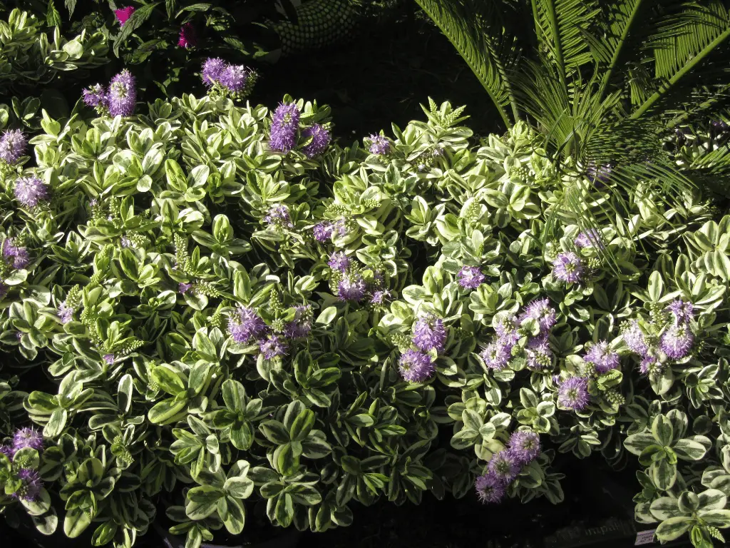 What Compost to Use for Hebes in Pots